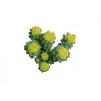 Rhodiola Rosea (5% Rosavin) 500mg + C-Vitamin Sport kivonat 100 kapszula